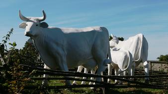 Sculpture Cows