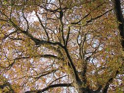 Tree Chestnut Leaves