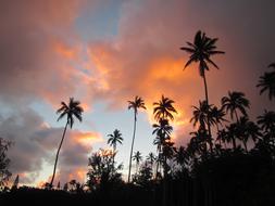 Coconut Tree Sunrise