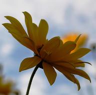 yellow Flower at cloudy sky