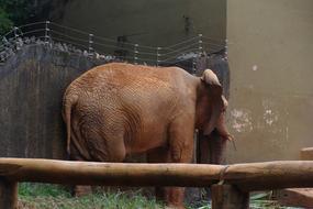 Zoo brown Elephant