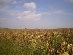 Harvest Autumn