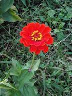 Zinnia Elegans Red