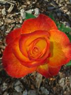 Orange Red