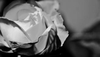 beautiful Rose Flower black and white