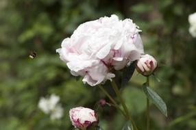 Peony pink and Bee
