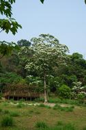 Tung Trees And Flowers in garden