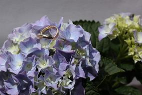 Beautiful, blue, white, yellow and green hydrangea flowers, with the wedding rings