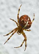 Garden Spider Araneus