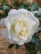 Rose Flower white cute