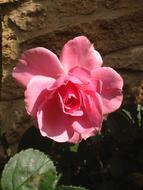 pink Beautiful Rose Flower