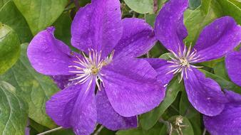 Clematis vine with Purple Flowers
