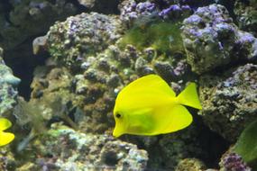 Yellow Surgeon Zebrasoma