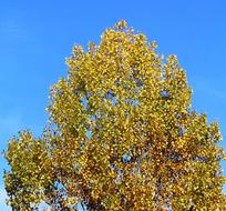 Tree Crown at Autumn