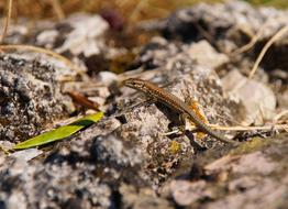 Lizard Hir Reptile Shed