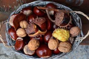 Chestnut Autumn shells