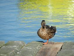 Duck Water