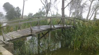 wooden Bridge over calm River with cane thickets