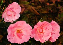 Close-up of the beautiful pink flowers with yellow cores