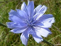 Beautiful, blue and violet sugarloaf flower in light, among the green grass, in autumn