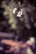 Bokeh Floral