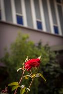 incredible beauty Rose Closeup Garden