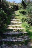 old stone steps on path through abandoned garden