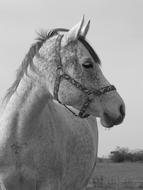 Horse Portrait Black And White