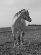 Horse with bridle on meadow, Black And White