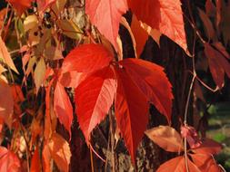 Wine Partner Leaves Red