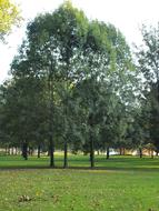 green trees, lawn in the park