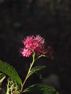 pink flowers on spiere ornamental shrub