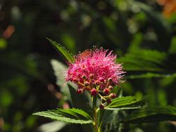 pink flower on an ornamental shrub in the meadow on a blurred background