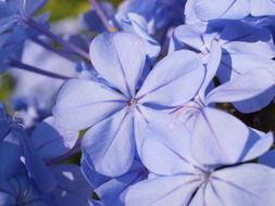 Close-up of the beautiful blooming, violet Auriculata flowers in light