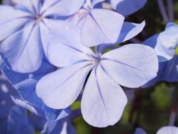 blue Auriculata Plumbago Blossom