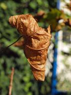 Autumn Leaf Brown Fall