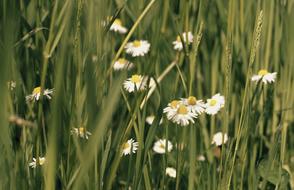 white Daisy Meadow Flowers