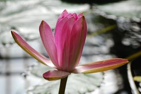 wondrous Sefton Flower