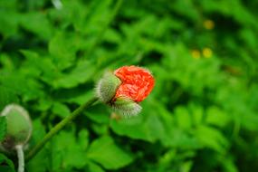 Close-up of the beautiful, blossoming, red poppy flower, near the green plants