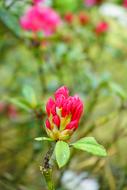 Rhododendron Blossom on a blurred background