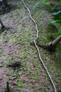 Log Bark Fir Tree