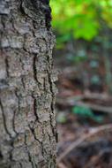 Glossy Black Wood Ant Ants Tree