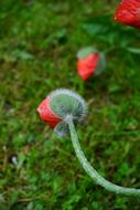 closed buds of red poppy on a background of green grass