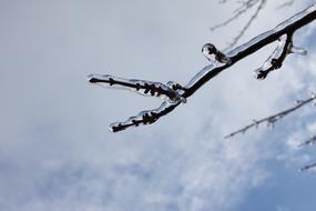 Iced Branch at Winter