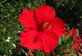 Close-up of the beautiful red hibiscus flower with yellow core in Dharwad, India