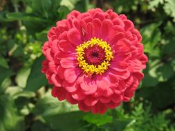 Zinnia Red yellow Flower
