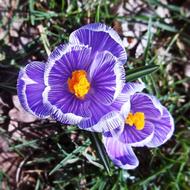 Purple Flower Blossoms in garden