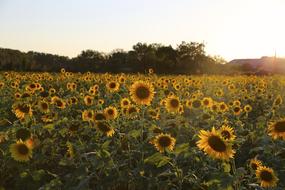 sunflower field in the province