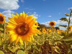 Sunflower as a Field Flower