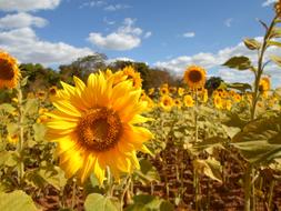 Sunflowers Field blue sky
